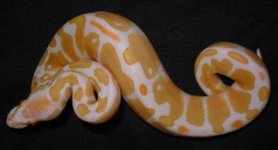 Bino Female 1.jpg