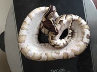 poss Mystic-belly.jpg
