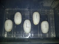 IMG-20120610-00029.jpg