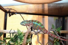 chameleons 009.jpg