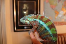 chameleons 005.jpg