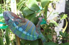chameleon 001.jpg