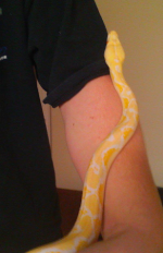 retic.png