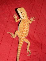 mikes dragon 017.jpg
