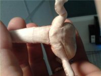 sally femoral pores.jpg