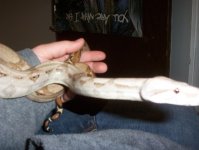 hoggie.jpg