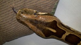 Burm 1.jpg