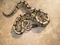 66% Het Clown Female 2.jpg