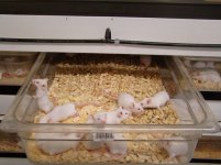 mouse rack 5-15-12 004.JPG