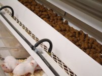 mouse rack 5-15-12 009.JPG