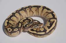 fire yb 5-12.jpg