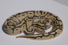 vangho 5-12.jpg