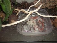 caramel, red rat, fires 036.jpg