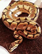 highwhitefemalespiderballpython.jpg