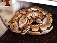 highwhitefemalespiderballypython2.jpg