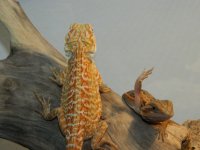 Bearded Ambitions 2012 038.jpg