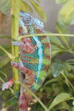 panther chameleons 010.jpg