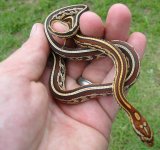 Tessera Okeetee Female 2.jpg