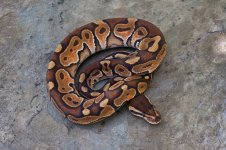 Cinnamon-Enchi-Female-01.jpg
