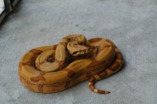 1911572_orig.jpg