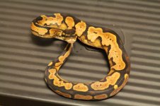 granite calico.jpg