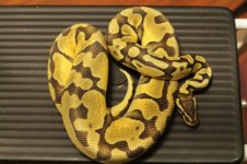 enchi pastel.jpg