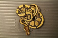 fire harlequin.jpg