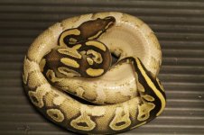 vanilla mojave.jpg