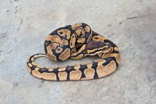 Enchi-Female-02.jpg