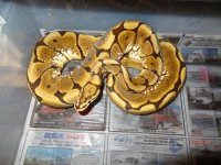 Snakes for Sale 013.jpg