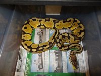 Snakes for Sale 020.jpg