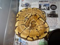 Snakes for Sale 021.jpg