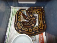 Snakes for Sale 012.jpg