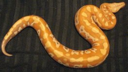 snakes 046.jpg