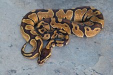 Enchi-Male-03_02.jpg