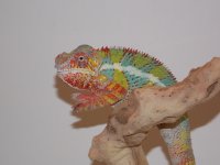 Male Blue Bar Amblilobe.jpg