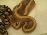 BABIES 003.jpg