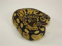 Female pastel.2.jpg