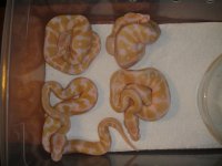 green tree pythons 366.jpg