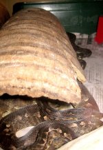 Snake pile 12 Aug heads sm.jpg