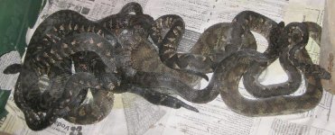Snake pile 12 Aug sm.jpg