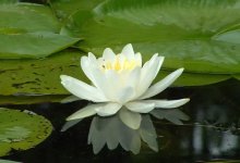 Waterlily.jpg