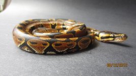 FirexDinker 030.jpg