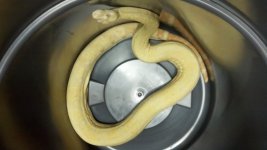 1.0 Kahl Albino1.jpg