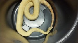 1.0 Kahl Albino3.jpg