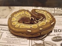 cinny lesser.jpg