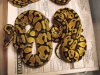 pastel f 3&4 a.jpg