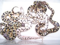 firebee clutch 001.jpg