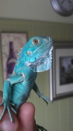 bluee.jpg bluee.jpg
