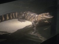 GATOR 006.jpg
